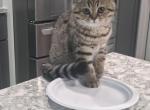 Lilly - Scottish Straight Kitten For Sale - 