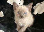 Pinkys babies - Siamese Kitten For Sale - Bronx&comma; NY&comma; US