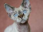 Seal Point Devon Rex - Devon Rex Kitten For Sale - Hollywood&comma; FL&comma; US