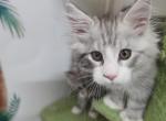 Poly - Maine Coon Kitten For Sale - George&comma; WA&comma; US
