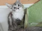 Male 1 - Maine Coon Kitten For Sale - George&comma; WA&comma; US