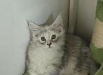 Tortie - Maine Coon Kitten For Sale - 