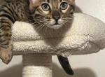 Bengal kittens - Bengal Kitten For Sale - Haverstraw&comma; NY&comma; US