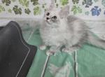 Sunshine - Maine Coon Kitten For Sale - George&comma; WA&comma; US