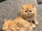 Male and female kittens available - Persian Kitten For Adoption - Sarasota&comma; FL&comma; US