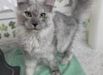 Sweetie - Maine Coon Kitten For Sale - 