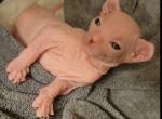 Phebe - Sphynx Kitten For Sale - Moline&comma; IL&comma; US