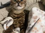 Bengal kittens - Bengal Kitten For Sale - Haverstraw&comma; NY&comma; US