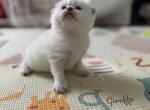 Scottish Fold male kitten snow white - Scottish Fold Kitten For Sale - Sterling&comma; VA&comma; US