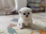 Scottish Straight female kitten snow white - Scottish Straight Kitten For Sale - Sterling&comma; VA&comma; US