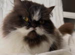 Poppy - Minuet Cat For Sale - Saginaw&comma; MI&comma; US