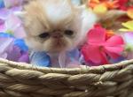 Red White Exotic Shorthair Male Kitten - Exotic Kitten For Sale - 
