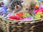 Red White Persian Male Kitten - Persian Kitten For Sale - 