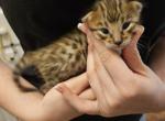 Mr Rusty - Savannah Kitten For Sale - Lakeland&comma; FL&comma; US