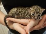Mr Sailor - Savannah Kitten For Sale - Lakeland&comma; FL&comma; US