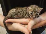 Miss Opal - Savannah Kitten For Sale - 