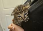 Miss Violet - Savannah Kitten For Sale - Lakeland&comma; FL&comma; US