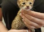 Miss Velvet - Savannah Kitten For Sale - Lakeland&comma; FL&comma; US