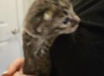 Miss Sunshine - Savannah Kitten For Sale - 