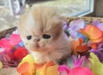 Red White Persian Female Kitten - Persian Kitten For Sale - 