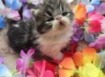 Brown Tabby Persian Male Kitten - Persian Kitten For Sale - Brooklyn&comma; NY&comma; US