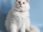 Odin - Siberian Kitten For Sale - NY&comma; US