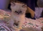 Persian babies available - Persian Kitten For Sale - Brooklyn&comma; NY&comma; US