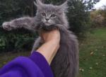 Brigitta - Maine Coon Kitten For Sale - Dayton&comma; OH&comma; US