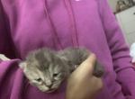 June - Domestic Kitten For Sale - Farmington&comma; CT&comma; US