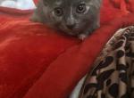 Luna - Domestic Kitten For Sale - 