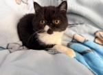 Tuxedo Girl - Exotic Kitten For Sale - Oklahoma City&comma; OK&comma; US