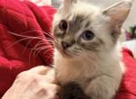 Cleo   TICA Registered  Female - Ragdoll Kitten For Sale - PA&comma; US