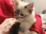 Cleo   TICA Registered  Female - Ragdoll Kitten For Sale - PA&comma; US