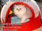 3 SilverChinchilla Dollfaced Dearheart lineage CFA - Persian Kitten For Sale - 