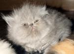 Solid Lilac Flat Faced baby girl - Persian Kitten For Sale - 