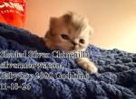 Shaded Blue Golden Chinchilla - Persian Kitten For Sale - 