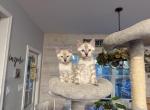 Bengal kittens available - Bengal Kitten For Sale - Blaine&comma; TN&comma; US