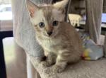 Bengal male kitten available - Bengal Kitten For Sale - Blaine&comma; TN&comma; US