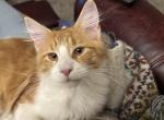 May litter - Maine Coon Kitten For Sale - Tarentum&comma; PA&comma; US