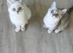 Teddy - Minuet Kitten For Adoption - Staten Island&comma; NY&comma; US