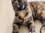 Kitty - Maine Coon Kitten For Sale - Palm Bay&comma; FL&comma; US