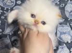 Pip - Himalayan Kitten For Sale - Reidsville&comma; NC&comma; US