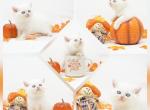Ripley CFA Health Tested - Himalayan Kitten For Sale - FL&comma; US
