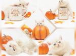 Dobby Ready CFA Health Tested - Exotic Kitten For Sale - FL&comma; US