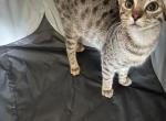Hannah - Savannah Kitten For Sale - Columbia&comma; MD&comma; US