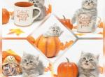 CFA Exotic Short Hair Health Tested - Exotic Kitten For Sale - 