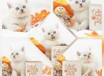 CFA Short Hair Health Tested - Persian Kitten For Sale - FL&comma; US