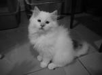 Persian Doll - Persian Kitten For Sale - Havre De Grace&comma; MD&comma; US
