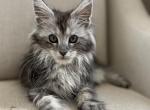 Armen - Maine Coon Kitten For Sale - Chandler Heights&comma; AZ&comma; US