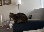 Baby - American Shorthair Cat For Adoption - Phoenix&comma; AZ&comma; US